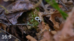 Beaver Lake Trail 135