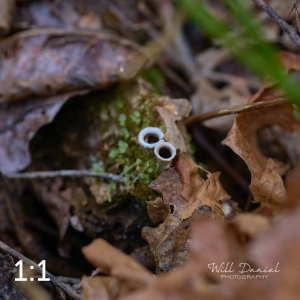 Beaver Lake Trail 135