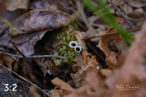 Beaver Lake Trail 135