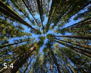 Beaver Lake Trail 98