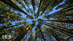 Beaver Lake Trail 98