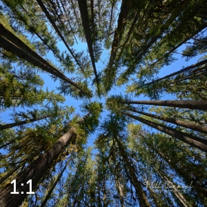 Beaver Lake Trail 98