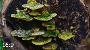 Beaver Lake Trail 131