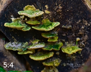 Beaver Lake Trail 131