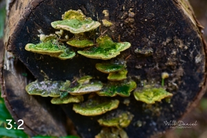 Beaver Lake Trail 131