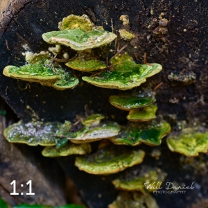 Beaver Lake Trail 131