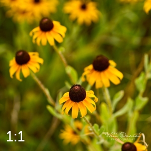 Lake Wanahoo Trail 720724