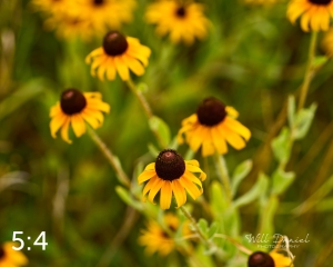 Lake Wanahoo Trail 720724