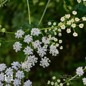Lake Wanahoo Trail 712757
