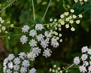 Lake Wanahoo Trail 712757
