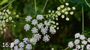 Lake Wanahoo Trail 712757