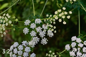 Lake Wanahoo Trail 712757