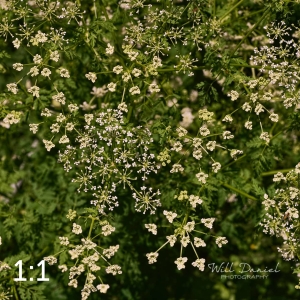 Lake Wanahoo Trail 712759