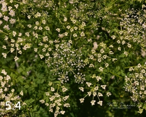 Lake Wanahoo Trail 712759