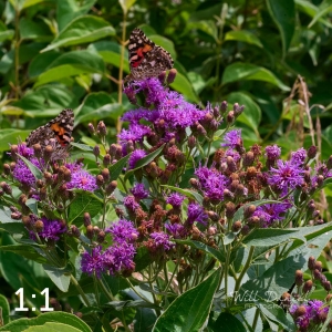 Lake Wanahoo Trail 712974