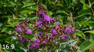 Lake Wanahoo Trail 712974