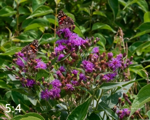 Lake Wanahoo Trail 712974