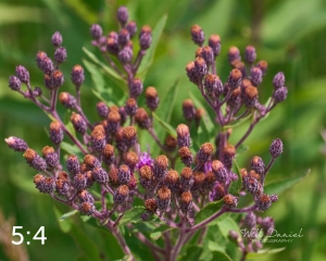 Lake Wanahoo Trail 712976