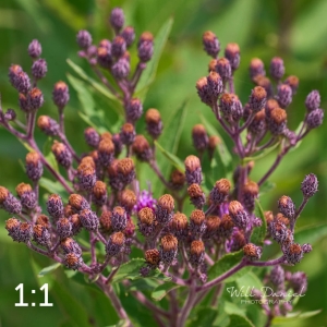 Lake Wanahoo Trail 712976