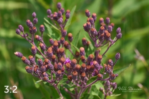 Lake Wanahoo Trail 712976