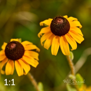 Lake Wanahoo Trail 720732