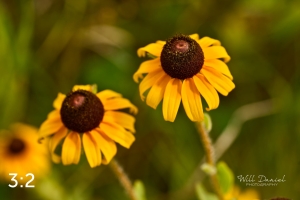 Lake Wanahoo Trail 720732