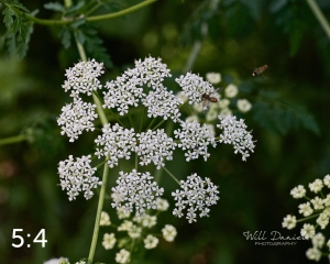 Lake Wanahoo Trail 712753