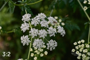 Lake Wanahoo Trail 712753