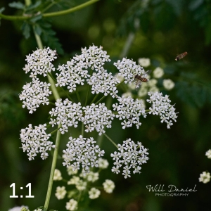 Lake Wanahoo Trail 712753