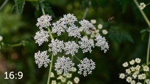 Lake Wanahoo Trail 712753