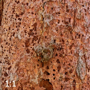 Rocky Mountain National Park 711141-IA