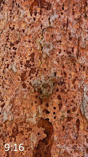 Rocky Mountain National Park 711141-IA