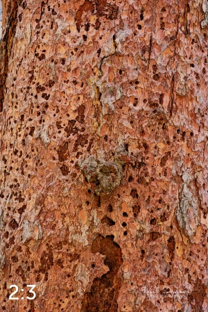 Rocky Mountain National Park 711141-IA