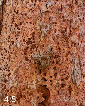 Rocky Mountain National Park 711141-IA