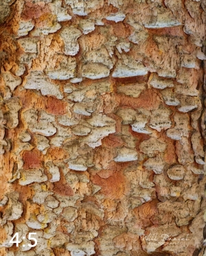 Rocky Mountain National Park 711144-WY