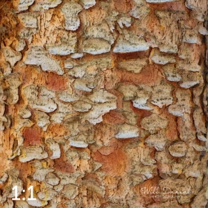 Rocky Mountain National Park 711144-WY