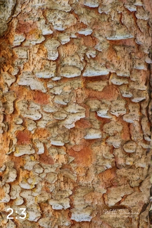 Rocky Mountain National Park 711144-WY