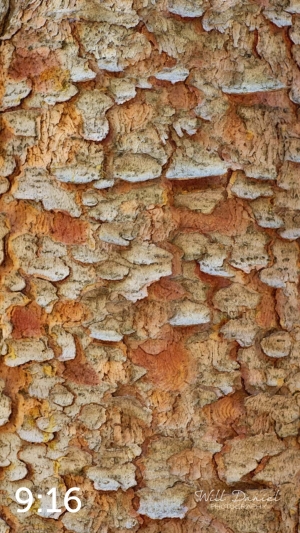 Rocky Mountain National Park 711144-WY