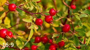 Rocky Mountain National Park 722691-G2
