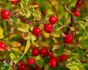 Rocky Mountain National Park 722691-G2