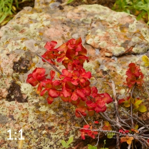 Rocky Mountain National Park 503091-S1