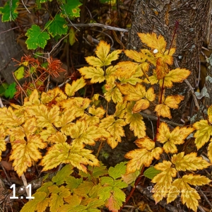 Rocky Mountain National Park 503097-G2