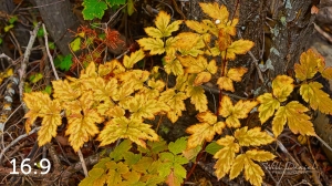 Rocky Mountain National Park 503097-G2
