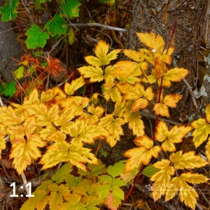 Rocky Mountain National Park 503097-S1