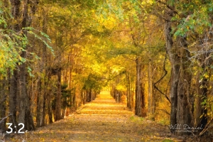 Dark Island Trail 56836-O4