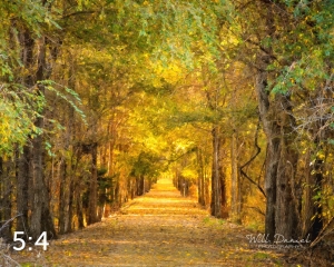 Dark Island Trail 56836-O4