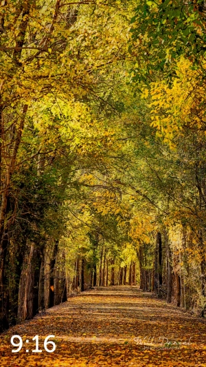 Dark Island Trail 56865-IA