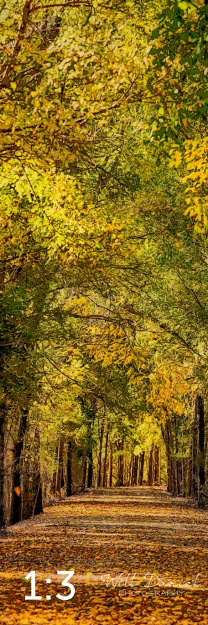 Dark Island Trail 56865-IA