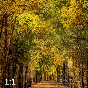 Dark Island Trail 56865-IA