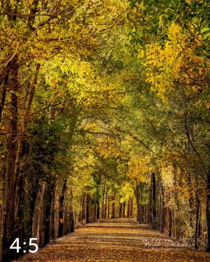 Dark Island Trail 56865-IA